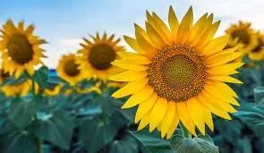 Sunflower Festival